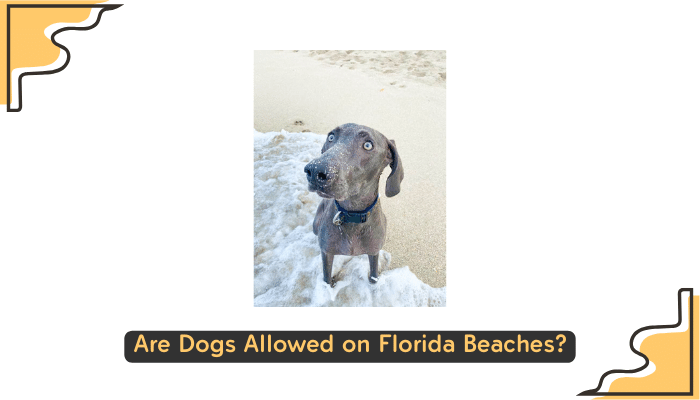 Are Dogs Allowed on Florida Beaches?