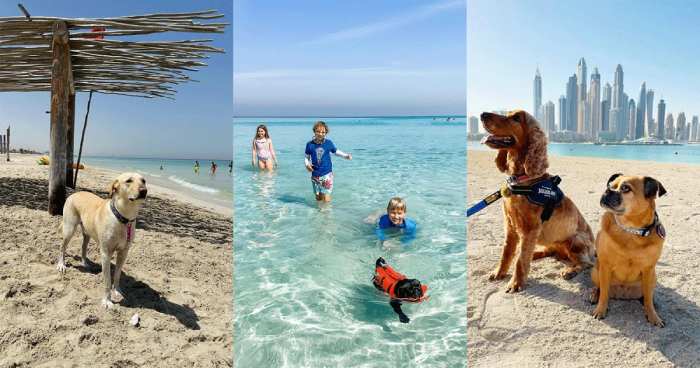 pet Friendly Beaches