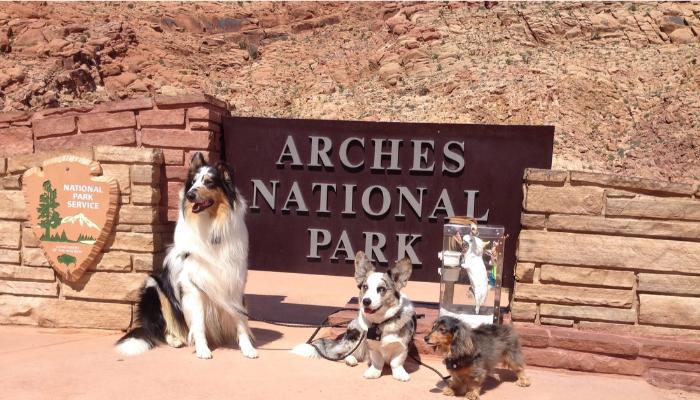 pets at Archies National park