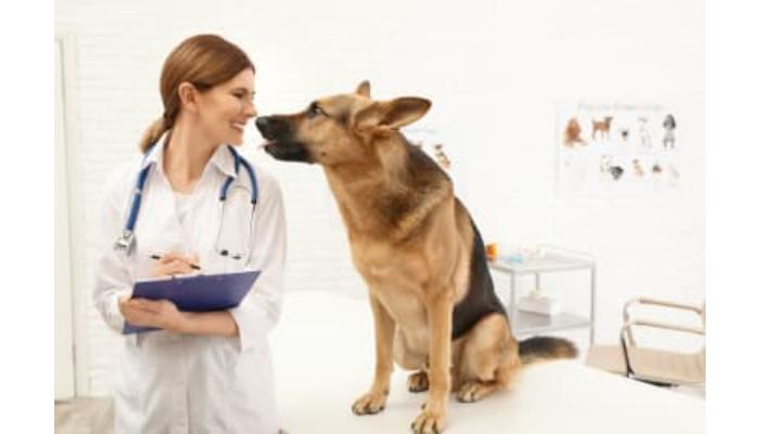 preventative healthcare dogs