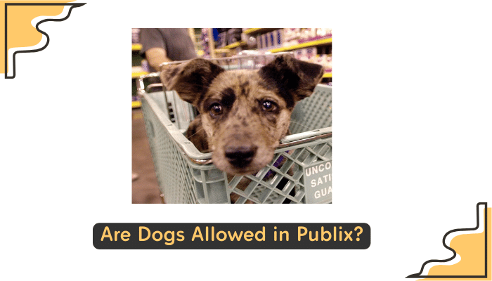 publix dog policy