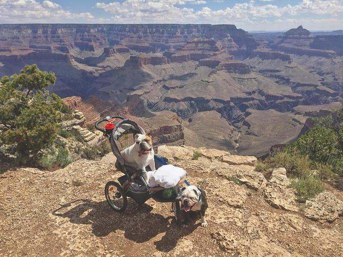 saftey for Dogs at the Grand Canyon