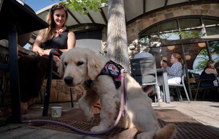 service Dogs in Restaurants