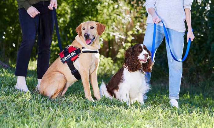 service dog access