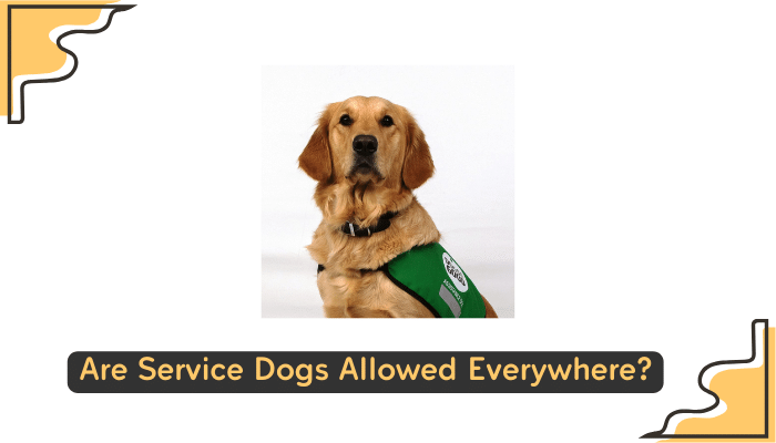 service dogs universal access