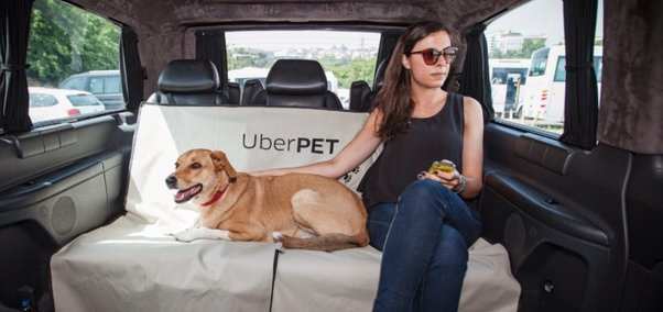 small Dogs Allowed in uber