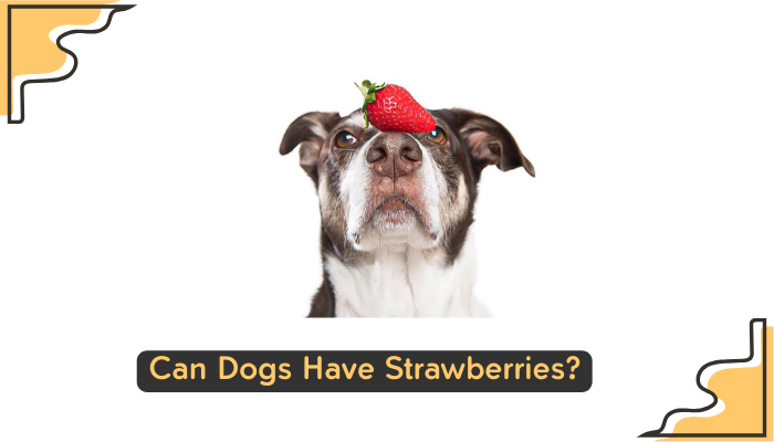 strawberry for dogs