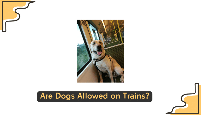 train policy for boarding dogs