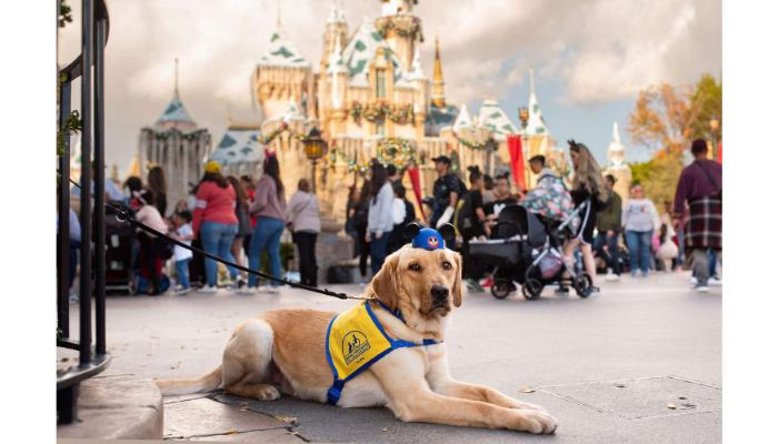 visit disney land with dogs