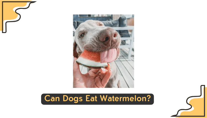 watermelon for dogs